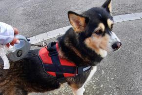 Discovery alert Dog miscegenation Female Rambervillers France