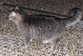Discovery alert Cat miscegenation Unknown Saint-Didier-de-Formans France