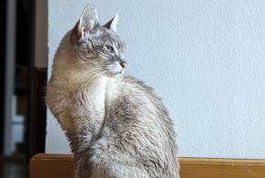 Disappearance alert Cat miscegenation Female , 13 years Vendenheim France
