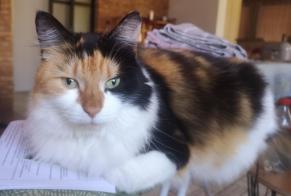 Disappearance alert Cat Female , 7 years La Hulpe Belgium