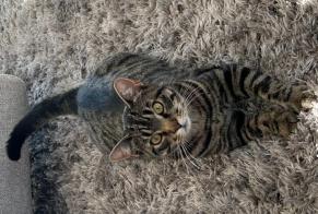 Disappearance alert Cat  Male , 1 years Mittelhausbergen France
