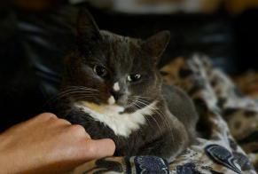 Disappearance alert Cat Female , 3 years La Louvière Belgium