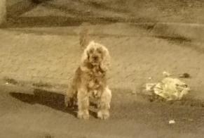 Discovery alert Dog  Unknown Uccle Belgium