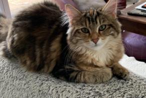 Disappearance alert Cat Female , 1 years Rives France