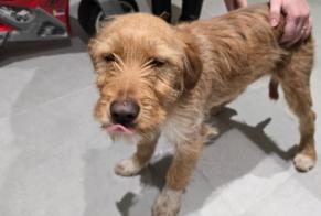 Discovery alert Dog miscegenation Female La Louvière Belgium