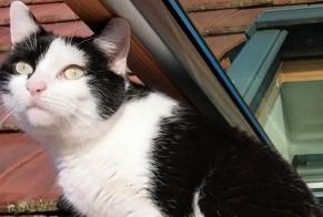 Disappearance alert Cat Male , 3 years Vierzon France