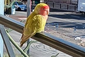 Discovery alert Bird Unknown Cannes France