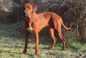 Disappearance alert Dog  Male , 3 years Bray-Saint-Aignan France
