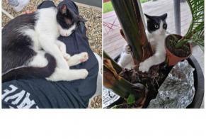 Disappearance alert Cat  Male , 3 years Marchiennes France