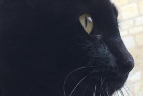 Disappearance alert Cat Male , 10 years Larrazet France