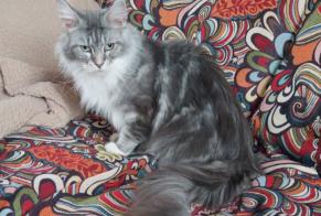 Disappearance alert Cat  Female , 6 years Cerisy-Buleux France