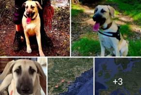 Disappearance alert Dog miscegenation Female , 3 years Roquebrune-sur-Argens France