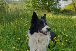 Disappearance alert Dog  Female , 10 years Bétaille France