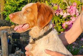 Discovery alert Dog  Male Orée-d'Anjou France