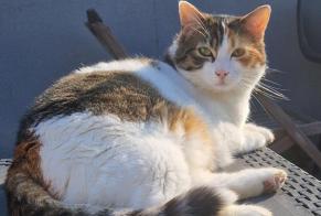 Disappearance alert Cat Female , 4 years Grimbergen Belgium
