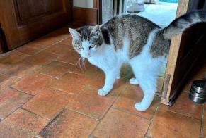 Discovery alert Cat Female Manerbe France