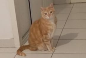 Disappearance alert Cat Male , 5 years Douai France