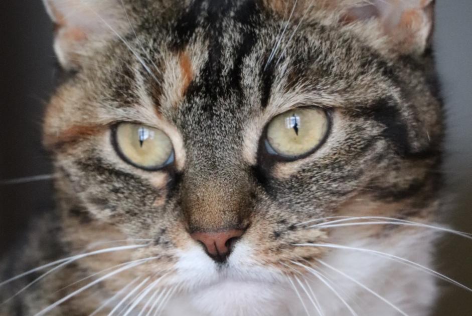 Disappearance alert Cat Female , 13 years Namur Belgium