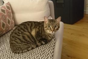 Disappearance alert Cat Male , 1 years Thorigné-Fouillard France