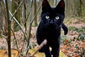 Disappearance alert Cat Male , 1 years Braine-le-Comte Belgium