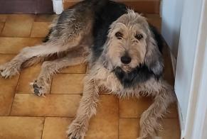 Disappearance alert Dog  Female , 3 years Chabeuil France
