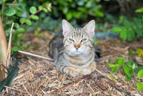 Discovery alert Cat Male Assat France