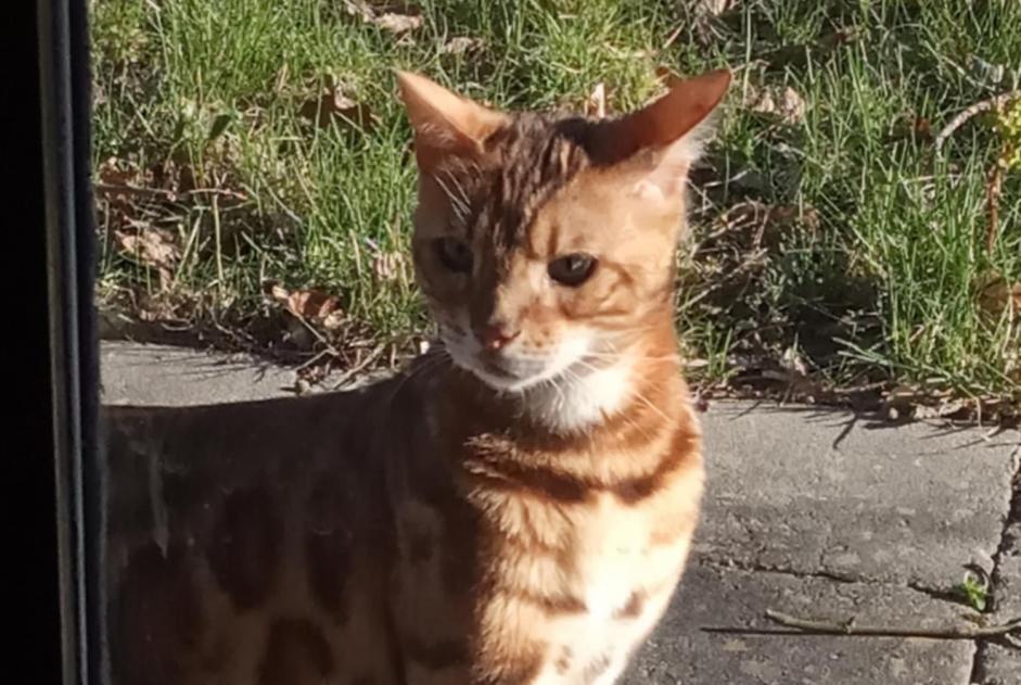 Discovery alert Cat  Male Chaudfontaine Belgium