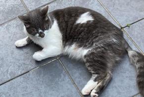 Disappearance alert Cat Female , 3 years Halle Belgium