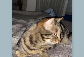 Disappearance alert Cat miscegenation Female , 12 years Nyon Switzerland