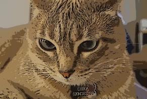 Disappearance alert Cat Female , 5 years Saint-Prex Switzerland