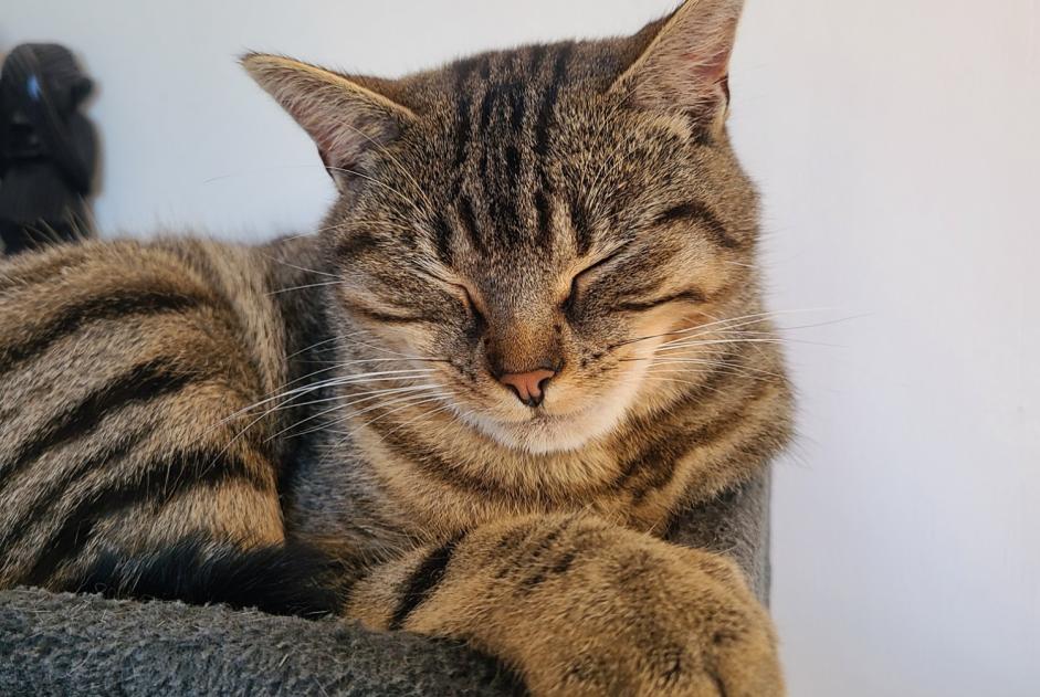 Disappearance alert Cat Female , 2 years Chaumont-Gistoux Belgium
