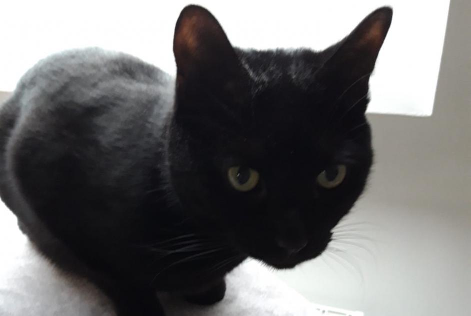 Disappearance alert Cat Male , 6 years Woluwe-Saint-Pierre Belgium