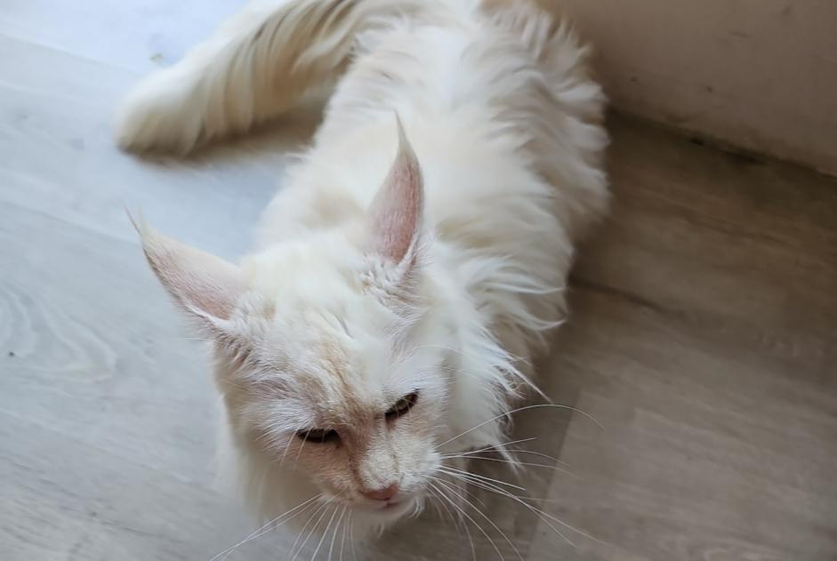Disappearance alert Cat  Female , 2 years Theux Belgium