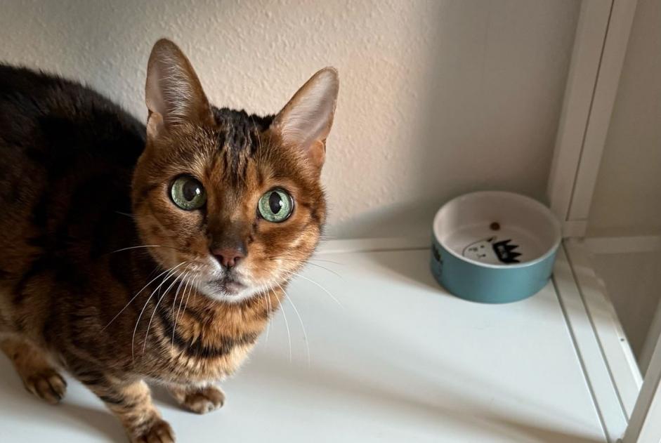 Disappearance alert Cat  Female , 15 years Nyon Switzerland