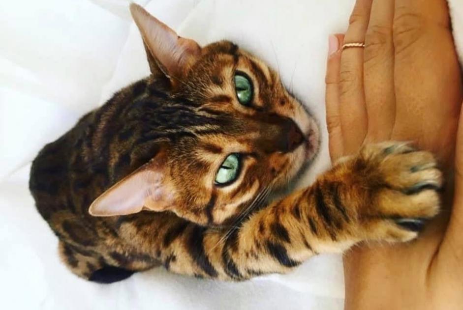 Disappearance alert Cat  Female , 15 years Nyon Switzerland
