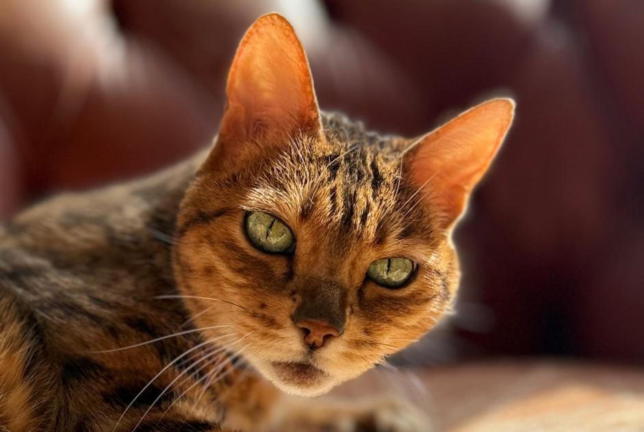 Disappearance alert Cat  Female , 15 years Nyon Switzerland