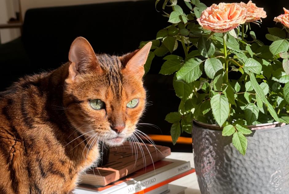 Disappearance alert Cat  Female , 15 years Nyon Switzerland