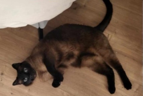 Disappearance alert Cat  Male , 13 years Verviers Belgium