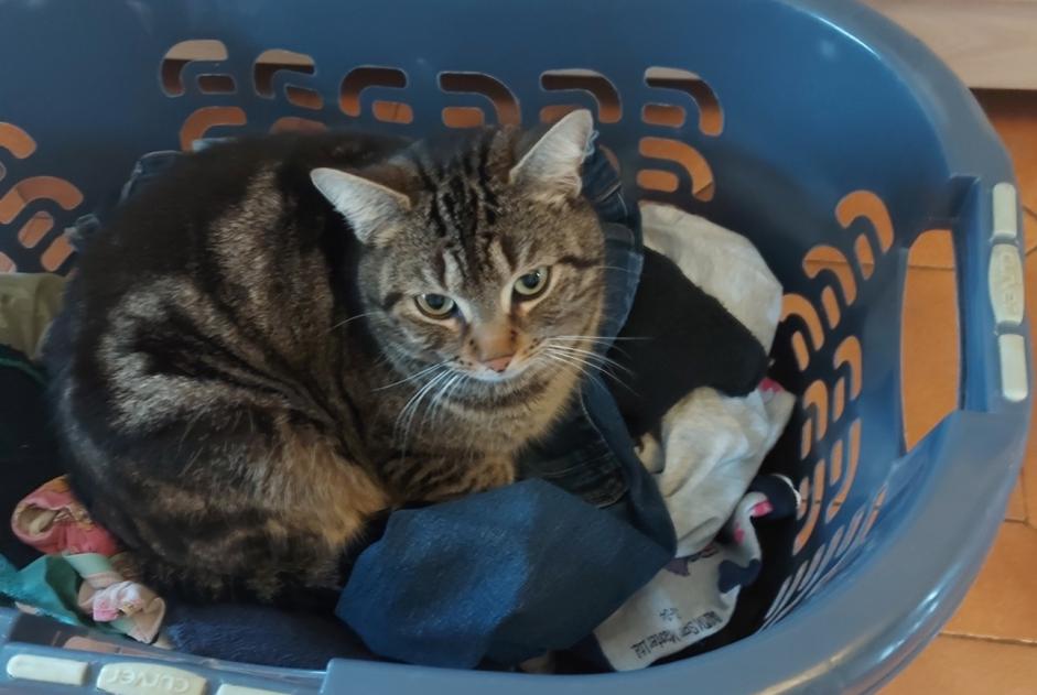 Disappearance alert Cat Male , 5 years Anhée Belgium