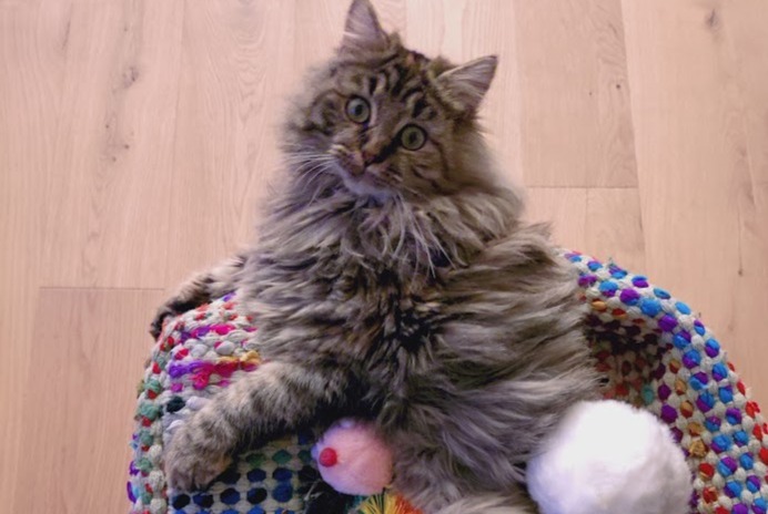 Disappearance alert Cat Female , 1 years Areuse Switzerland