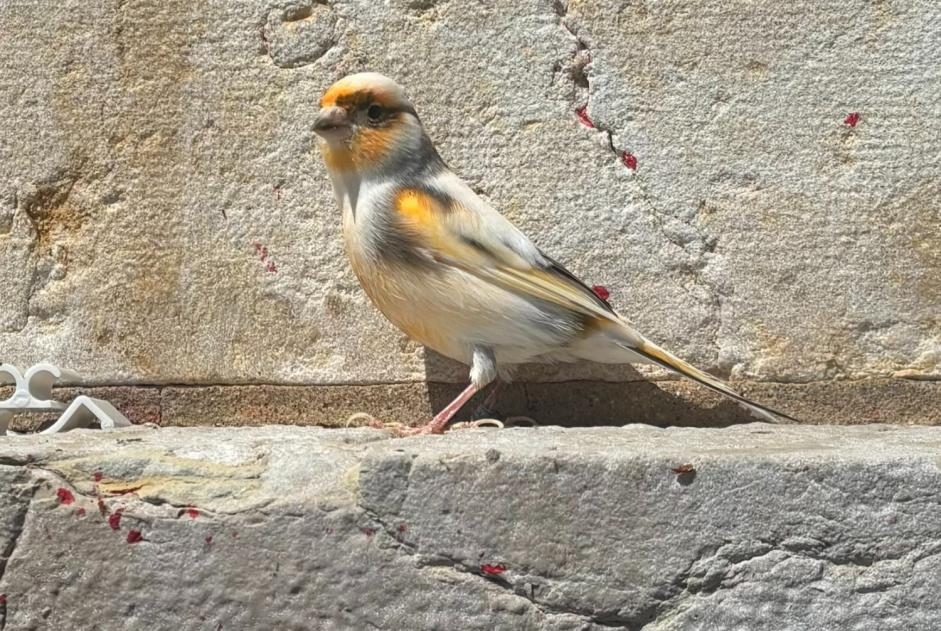 Discovery alert Bird Unknown Neuchâtel Switzerland