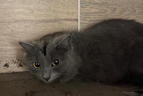 Discovery alert Cat Unknown Bruxelles Belgium