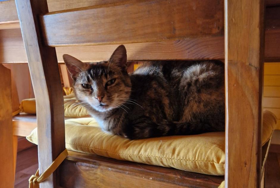 Disappearance alert Cat miscegenation Female , 11 years Lovatens Switzerland