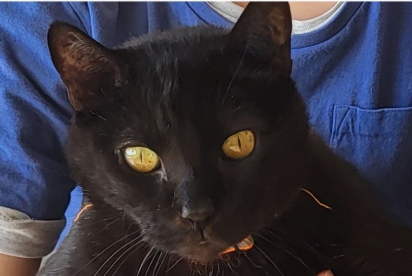 Disappearance alert Cat Male , 12 years Lutry Switzerland