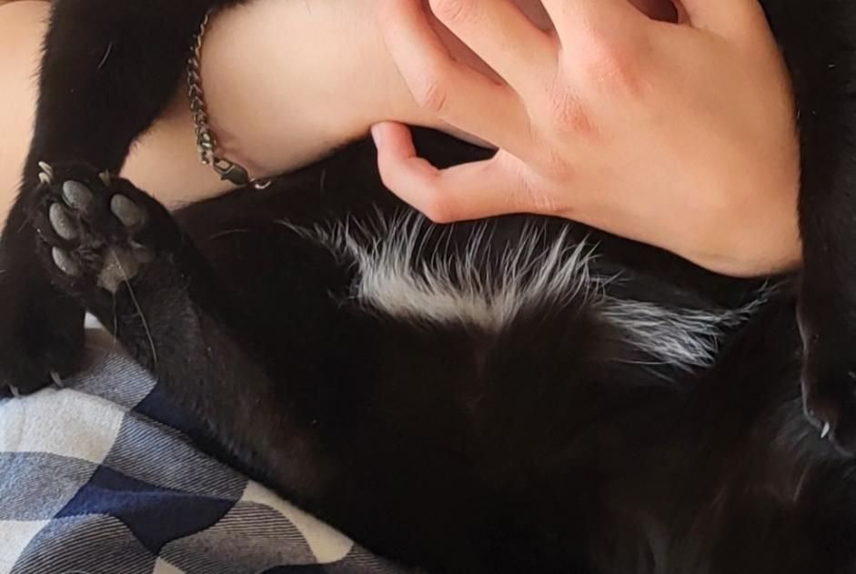 Disappearance alert Cat Male , 12 years Lutry Switzerland