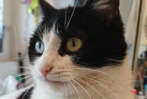 Disappearance alert Cat Female , 4 years Wavre Belgium