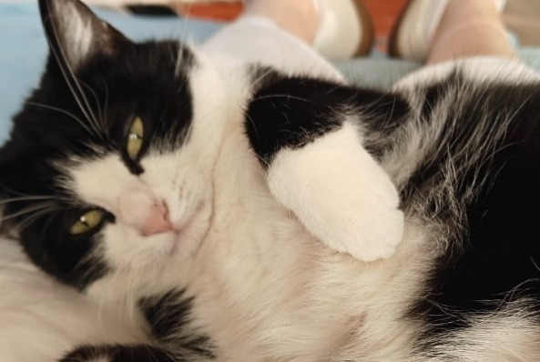 Disappearance alert Cat Female , 4 years Wavre Belgium
