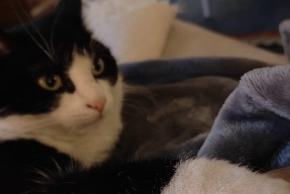 Disappearance alert Cat Female , 4 years Wavre Belgium