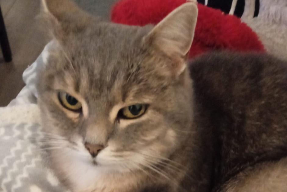 Disappearance alert Cat Female , 12 years Dinant Belgium