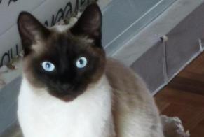 Disappearance alert Cat Male , 4 years Uccle Belgium